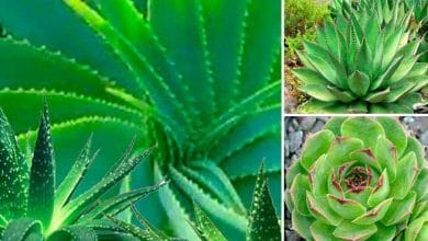 Cómo dividir Aloe Vera y otras plantas suculentas