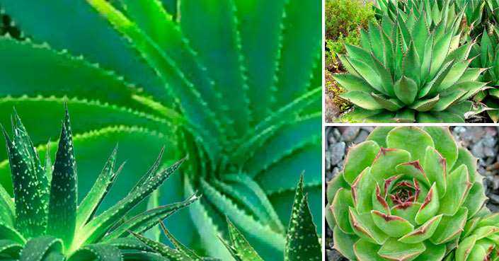 Cómo dividir Aloe Vera y otras plantas suculentas 1 Cómo dividir Aloe Vera y otras plantas suculentas