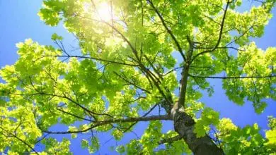 Poda de árboles: Cuándo y por qué