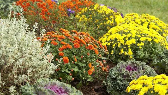 10 flores perennes de otoño para sumar color al jardín 1 flores perennes de otoño