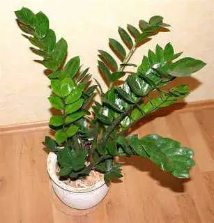Zamioculcas-zamiifolia