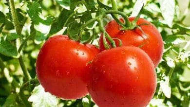 Secretos para cultivar tomates con éxito
