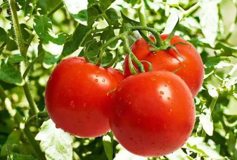 cultivar tomates con exito