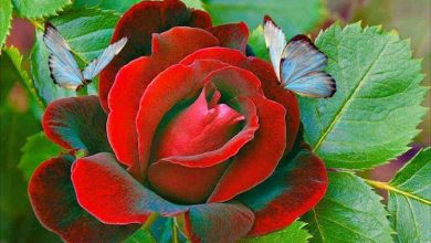 Tipos de rosas ¿cuáles van bien en tu jardín?