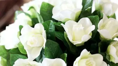 What flowers to give your partner: jasmine
