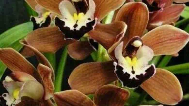 chocolate orchid