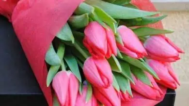 bouquet-with-pink-tulips