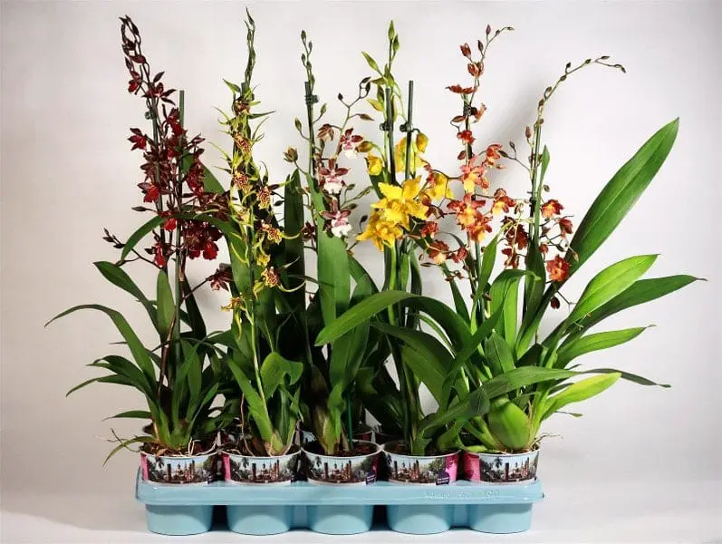 Orquídea de la selva Cambria Tropic