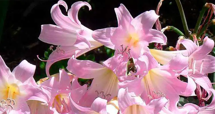 Amaryllis belladona cuidados
