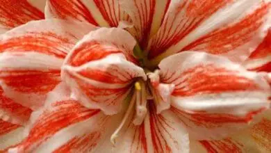 Amaryllis belladona 'Aphrodite'