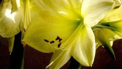 Amaryllis belladona 'Lemon Star'