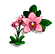 Orquídeas Orquídeas