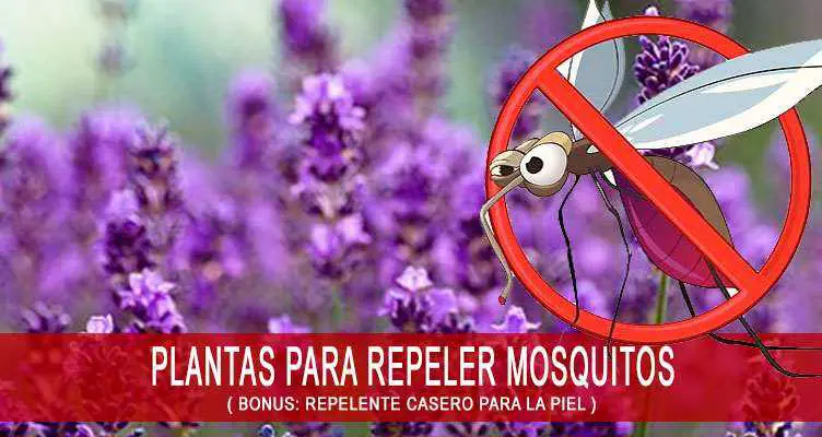 Plantas que repelen mosquitos