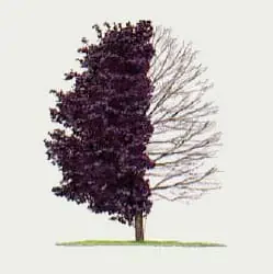 Prunus-virginiana-'Shubert'-forma