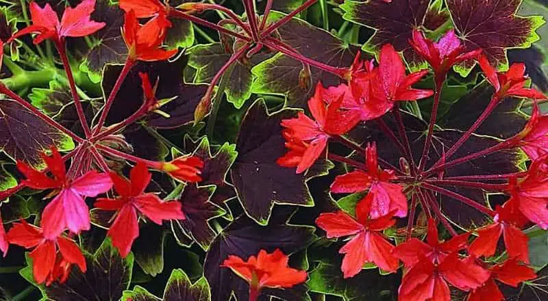 Pelargonium «Red Cascade»