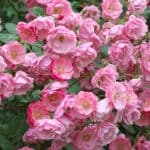 Rosas Trepadoras: Las 10 mejores que puedes plantar