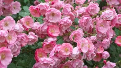 Rosas Trepadoras: Las 10 mejores que puedes plantar