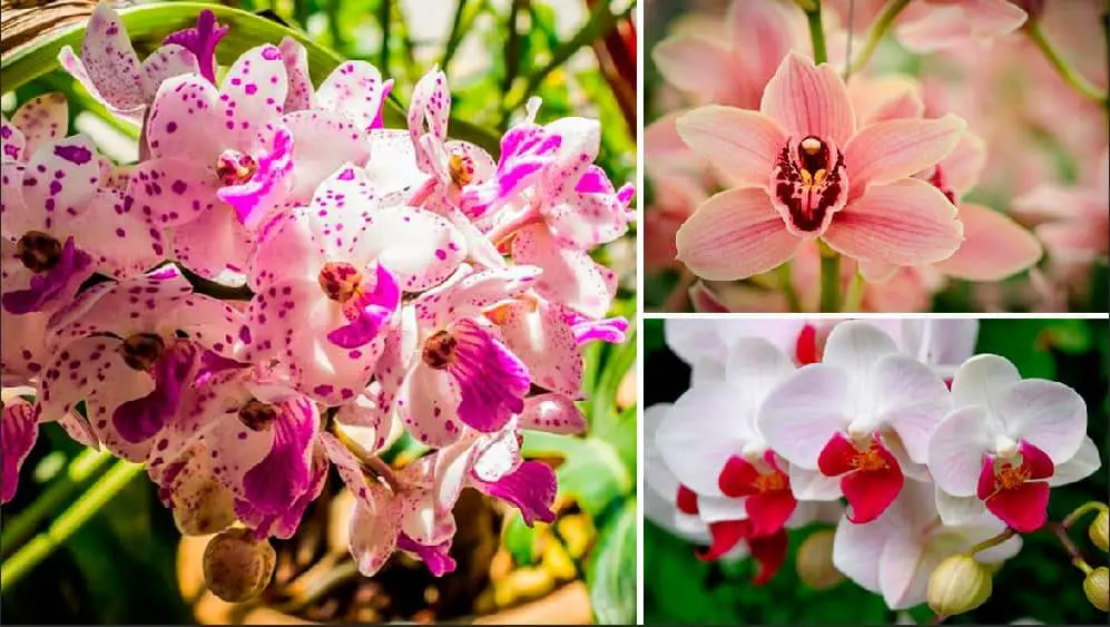 Conociendo las orquídeas