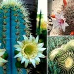 Conoce los Tipos de Cactus, con ejemplos y características