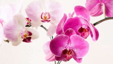 Consejos para cuidar y cultivar orquídeas en casa