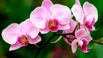 híbrido rosa de Phalaenopsis
