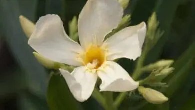 nerium oleander 'Ile de Capri'