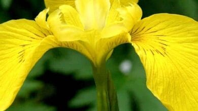 Iris pseudoacorus