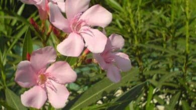 nerium oleander 'Hardy Pink'