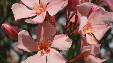 nerium oleander 'Arizona'