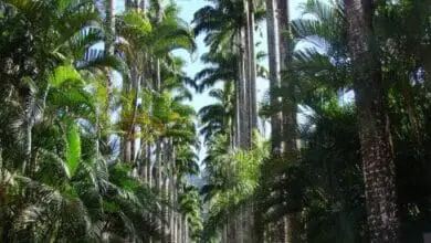 Palma real del Caribe (Roystonea oleracea)
