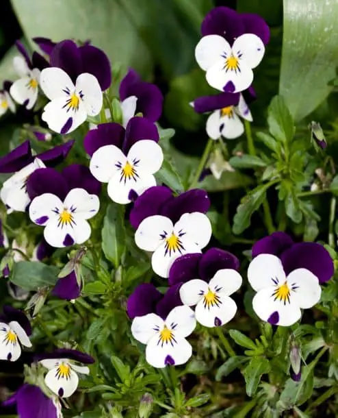 violetas blancas y purpura
