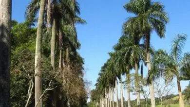Palma real de Puerto Rico (Roystonea borinquenia)