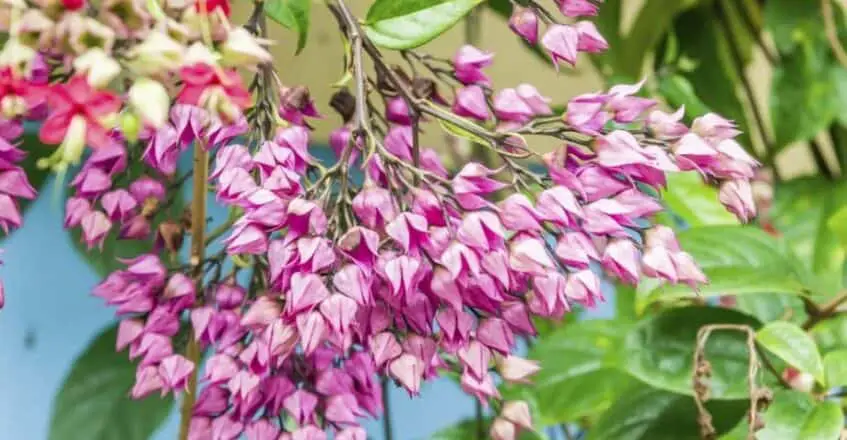 Clerodendron (Clerodendrum)