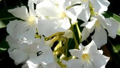 nerium oleander 'Petite White' ou 'Isabelle'