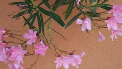 nerium oleander 'Marie Mauron'