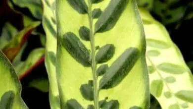 Calathea lancifolia ou insignis