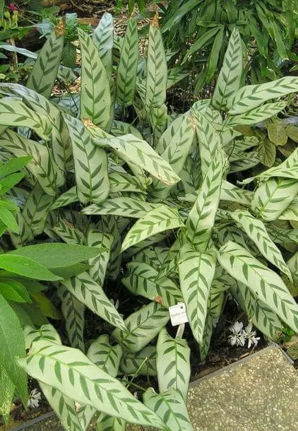 calathea, planta de pavo real
