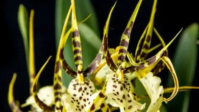 Orquídea araña CUIDADOS Brassia