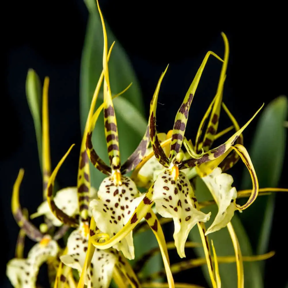 Orquídea araña CUIDADOS Brassia