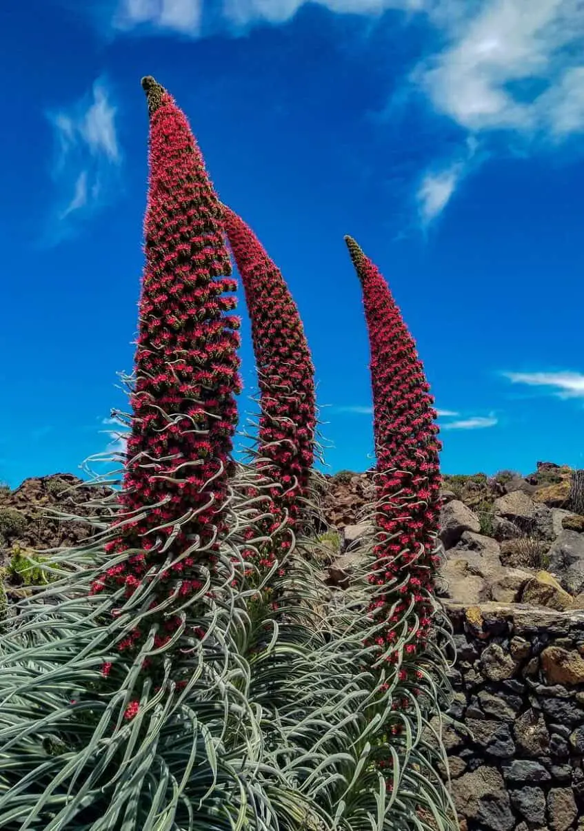 Tajinaste Rojo o de Tenerife (Echium wildpretii)