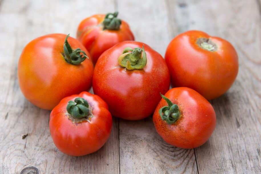 Variedades de tomate resistentes a las plagas