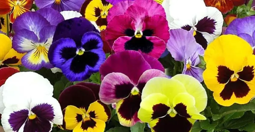 Viola x Wittrockiana tricolor