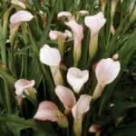  Zantedeschia aethiopica Variedad 'Pink Mist'