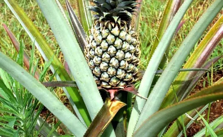 Ananas-Piña