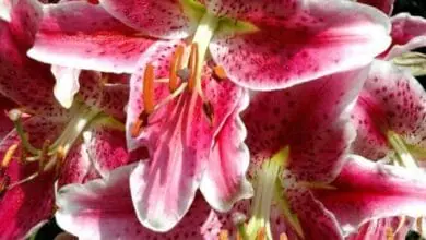 Lilium speciosum var. rubrum