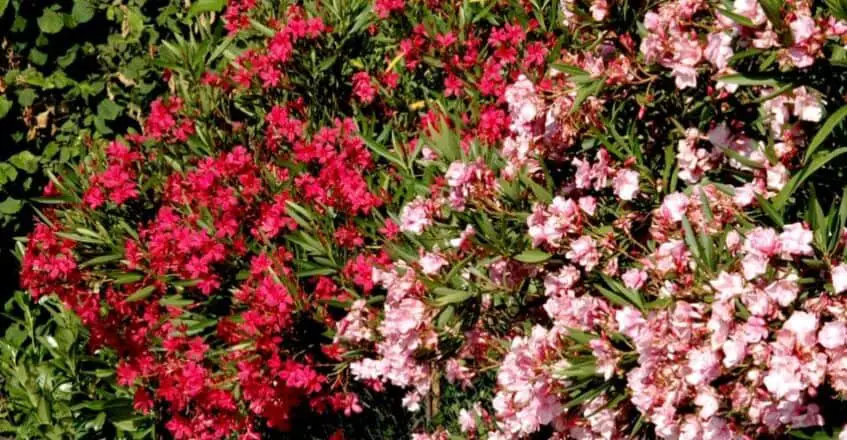 Plantar y trasplantar la Adelfa o Nerium oleander