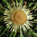 Sun Flower (Carlina acanthifolia)