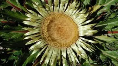 Flor del Sol ( Carlina acanthifolia )