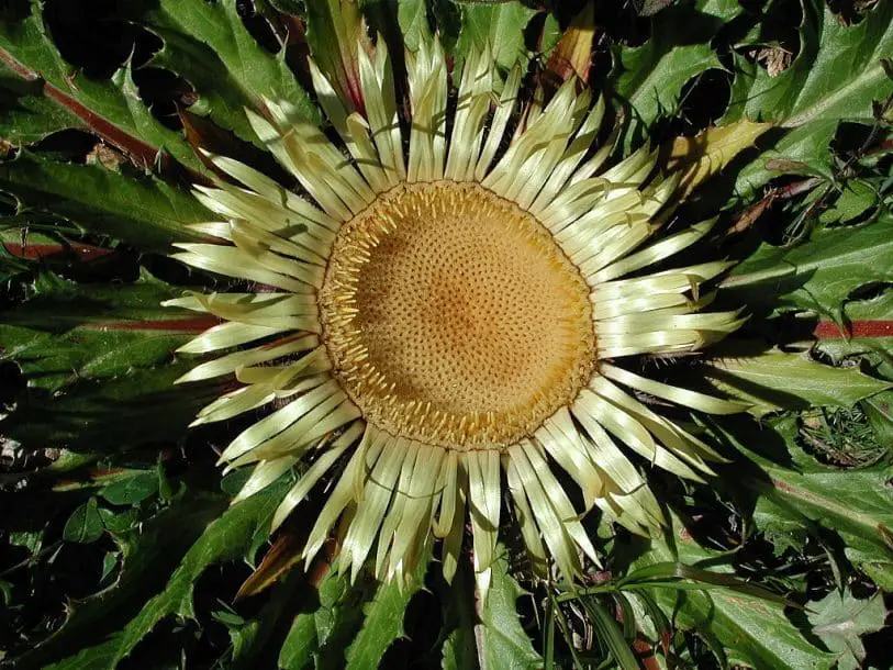 flor de cardo plateado