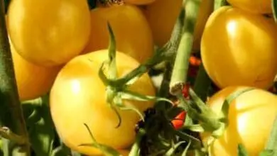 tomates amarillos